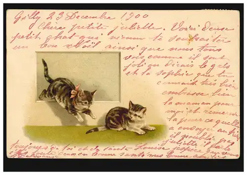 Schweiz Tier-AK Spielende Katzenkinder, GILLY / VAUD 24.12.1900 nach GENF 24.12.
