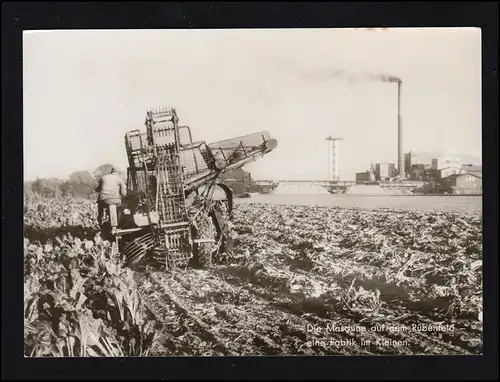 Photo AK Semaine verte: La récolte de betteraves par machine, inutilisé, vers 1960
