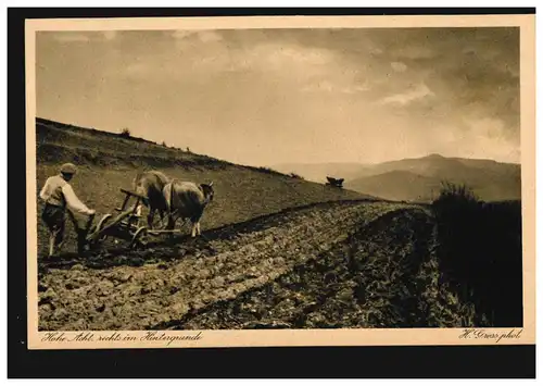 Die Eifel: Hohe Acht rechts im Hintegrund Feldarbeit Ochsengespann, ungebraucht