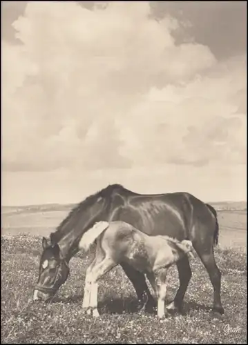 Animaux-A cheval: jument avec poulains, AK photo non utilisé