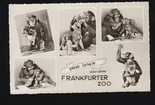 Tiere-AK Frankfurter Zoo: Schimpanse mit Hund, Foto-AK um 1960 ungebraucht