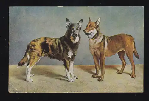 Tiere-AK Hunde-Paar, DORTMUND 1934