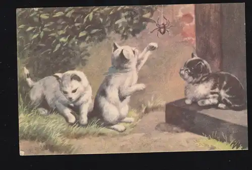 Tiere-AK Katzen-Trio beim Spielen mit Spinne, ungebraucht