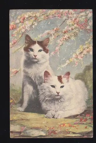 Couple de chats AK animaux, couru HUCKARD DORTMUND