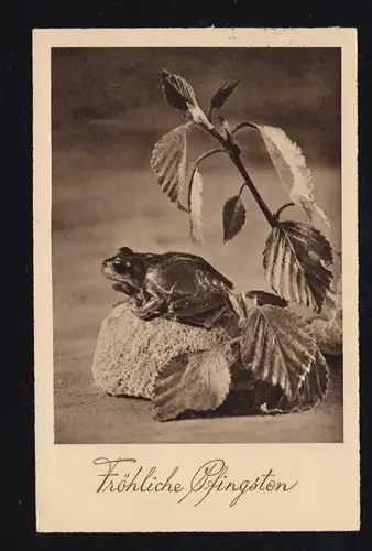 Tiere-AK Pfingsten Frosch auf Stein mit Zweig SCHANDELAH (Kr. BRAUNSCHWEIG) 1937