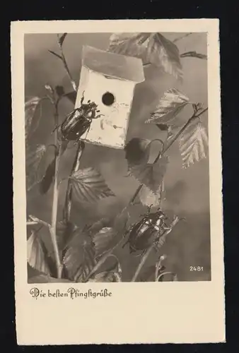 Foto-AK Tiere: Pfingsten - Zwei Maikäfer mit Insektenhäuschen, 10.5.1940