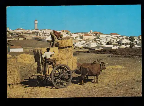 AK Portugal: Chariot à bœufs chez Vila Do Bispo, Frankatur Landmaschinen 1979