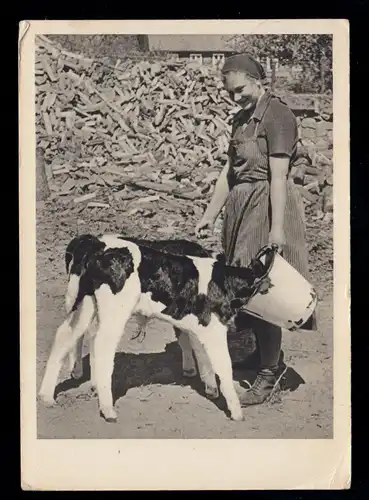 Animaux AK: fermier dans l'alimentation des veaux, SSt FALLERSLEben 28.7.1941