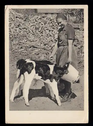 Foto-AK Tiere: Bäuerin bei der Fütterung von Kälbern, SSt FALLERSLEBEN 28.7.1941