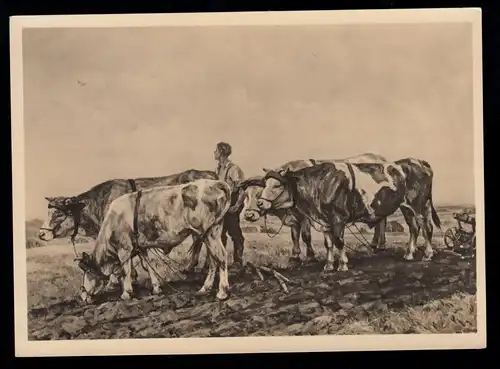 Animaux-AK Alfred Roloff: travail sur le terrain avec bœufs sur la charrue, marqué