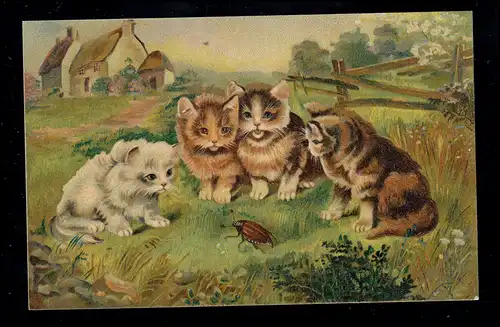 Tiere-AK Vier Katzen-Kinder und der Maikäfer, ungebraucht