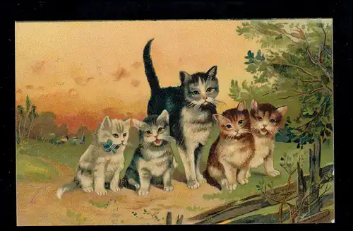 Famille de chats d'animaux AK - mère avec quatre enfants, non utilisé