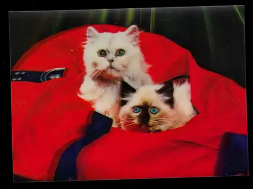 3D-AK Tiere: Zwei Katzen aus roter Tasche hervorschauend, ungebraucht