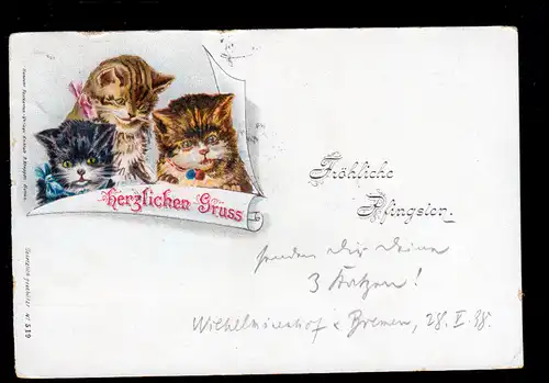 Carte de gris-sauveur animal-AK à la Pentecôte, portraits de chat BREMEN 29.5.1898