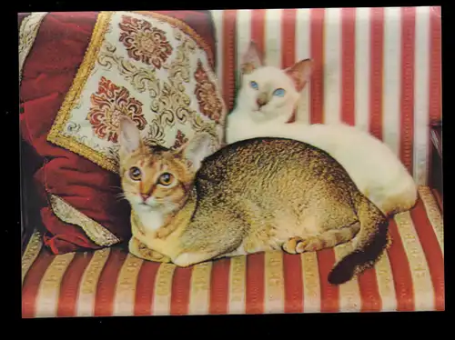 3D-AK Tiere: Zwei Siam-Katzen auf dem Sofa liegend, beschriftet