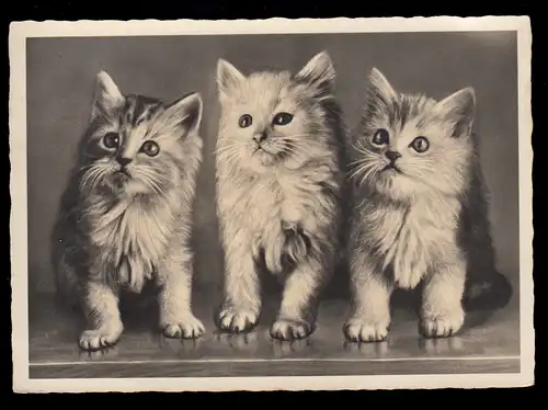 Animaux-AK Trois enfants chats, carte postale avec la marque aérienne 20.6.1943
