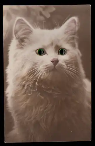 Tiere-AK Katzenportrait mit Augen aus Glasperlen, ungebraucht