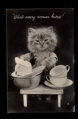 Foto-AK Vermenschlichte Tiere: Katze beim Abwaschen, Bournemouth Poole 20.4.1955