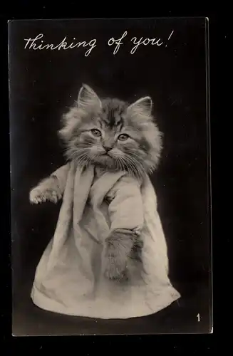 Foto-AK Vermenschlichte Tiere: Stehende Katze mit Kleid, Bournemouth Poole 1955