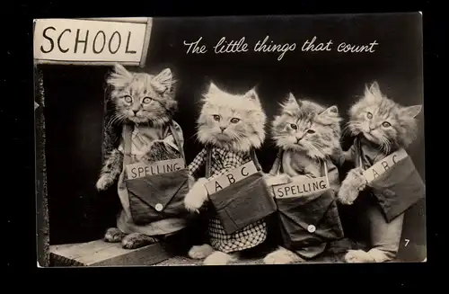 AK Photo animaux Menus: chats debout avec sacs scolaires devant l'école