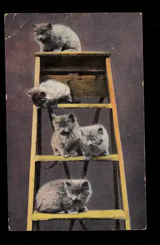 England Tiere-AK Fünf Katzen auf der Stehleiter, TOWCESTER 30.9.1908