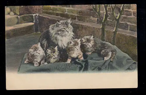 Angleterre Animaux-AK Famille - Chat-mère avec quatre chatons, inutilisé
