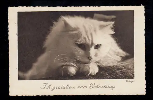 Anniversaire d'animaux AK: photo de H. Mager - chat blanc, DRESDEN 6.6.1936