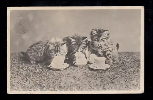 Angleterre Animaux-AK Curiosité Chats enquêtent tasses de café, couru 1907