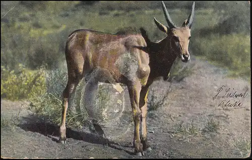 DSWA 24 Yacht impérial 3 Pf couple verticale SWAKOPMUND 3.8.1906 sur AK Antilope