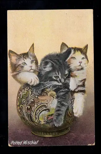 Angleterre Animaux-AK potted milieckf - Enfants chats dans un vase, LONDON 28.5.12