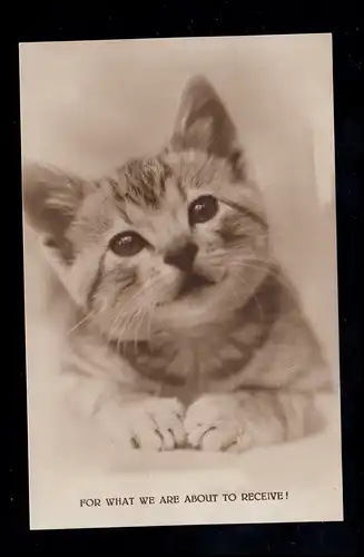 Angleterre AK Kitty & Tom - Un portrait de chat, TUCK'S POST CARD, inutilisé