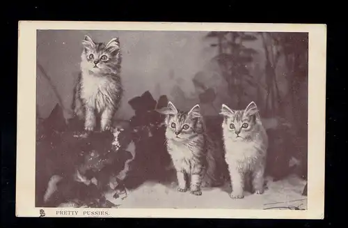 England AK Katzenland  - Schauende Katzen, TUCK'S POST CARD, ungebraucht 