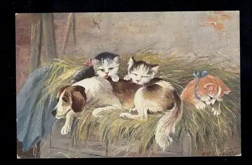 Tiere-AK Schlafender Hund mit Katzen in der Scheune, BREGENZ 15.3.1909 
