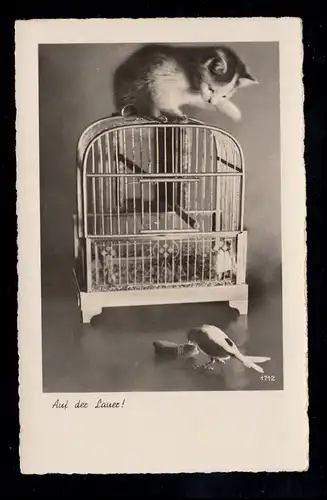 Animaux-AK Sur le laur: Chat sur cage d'oiseau observé oisillon, FRONTENAUSE 1938