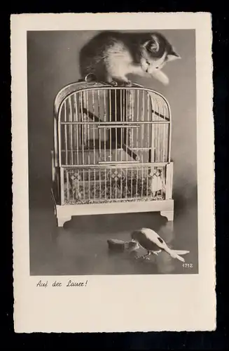 Tiere-AK Auf der Lauer: Katze auf Vogelkäfig beobachtet Vogel, FRONTENAUSEN 1938