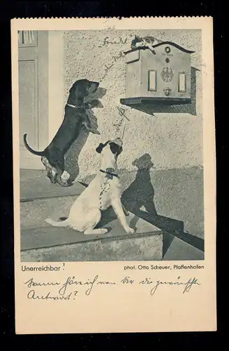 Foto-AK Tiere: Unerreichbar! Staunedende Hunde - Katze auf dem Briefkasten, 1938