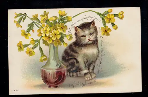 Tiere-AK Katze mit Blumenvase, M.GLADBACH 21.10.1908