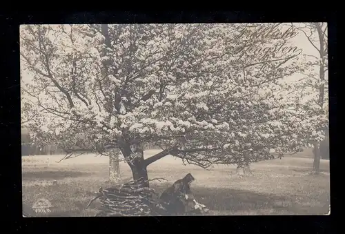 Photo AK femme ramassant du bois sous l'arbre florissant, DUISBURG-RUHRORT 18.5.1915
