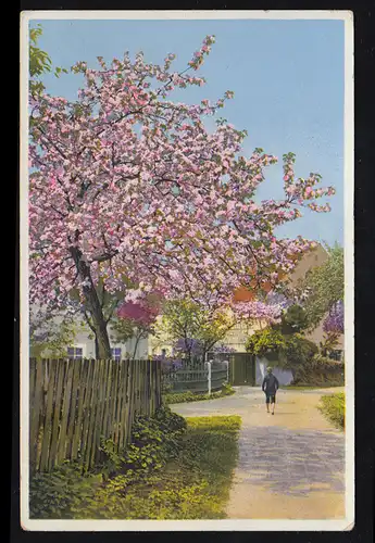 AK Pentecôte: route du village avec arbres fleurissants, ZHILSCHLACHT 3.1.1941
