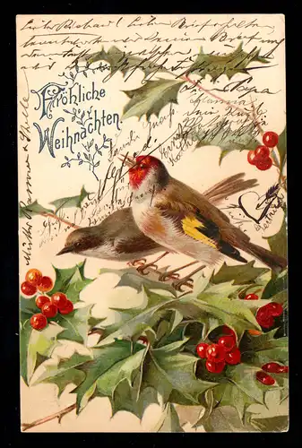 AK Noël: Paire d'oiseaux de Stieglitz sur branches de baies, GRAND ENHAIN 23.12.1905