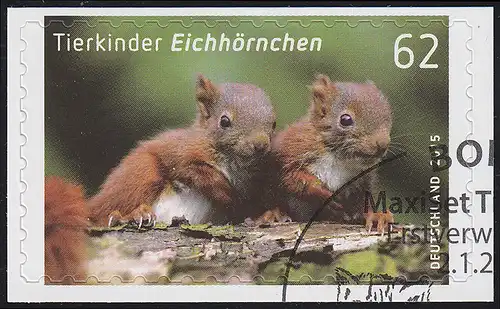 3129 Tierkinder: Eichhörnchen, selbstklebend, auf neutraler Folie, O