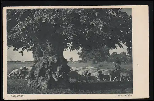 Animaux-AK Midi: berger avec troupeau à l'ombre d'un chêne, GMÜND 25.7.1932