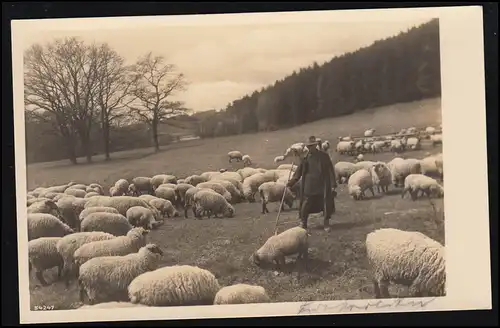 Tiere-AK Foto: Schäfer im Kreise seiner Schafherde am Wiesenhang, ungebraucht