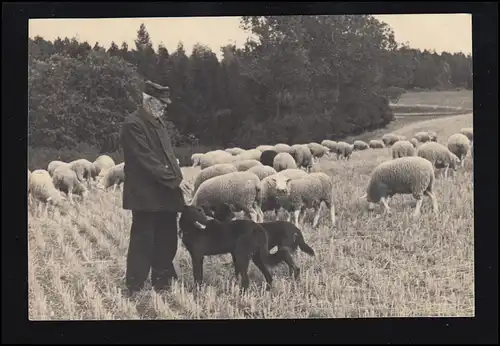 Photo AK animal vers 1960: bergers avec chiens et son troupeau de moutons, inutilisé
