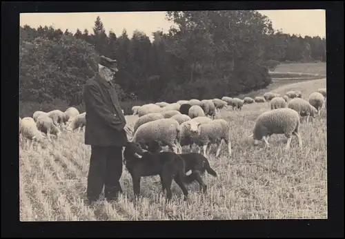 Tiere-AK Foto um 1960: Schäfer mit Hunden und seiner Schafherde, ungebraucht