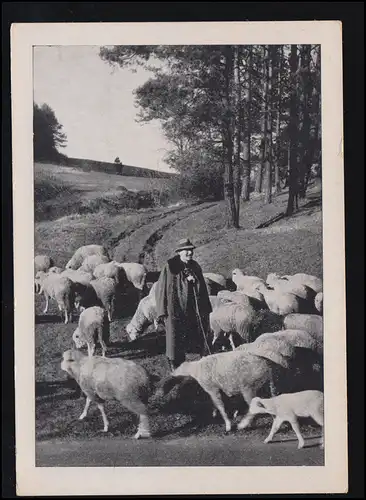 Photo AK d'animaux vers 1960: troupeau de moutons avec berger dans la Forêt Noire, inutilisé