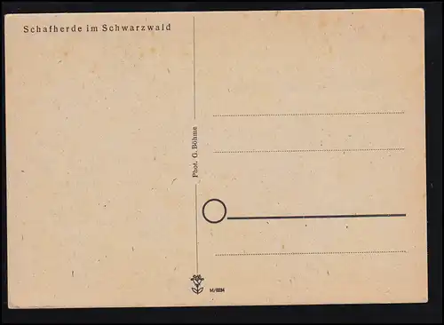 Photo AK d'animaux vers 1960: troupeau de moutons avec berger dans la Forêt Noire, inutilisé