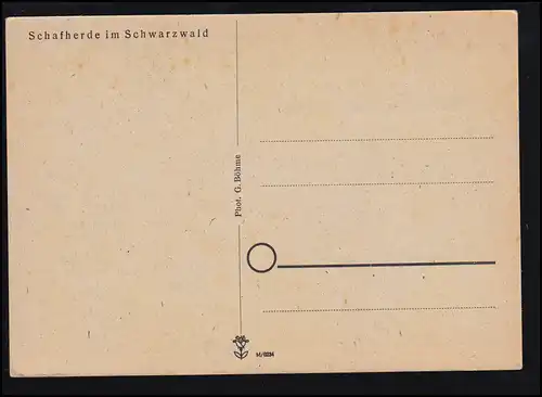 Tiere-AK Foto um 1960: Schafherde mit Schäfer im Schwarzwald, ungebraucht
