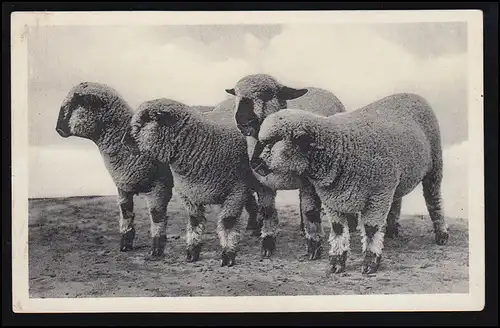 Animaux-AK J. Salutation de l'exposition D.L.G. - Quatre moutons, non utilisés