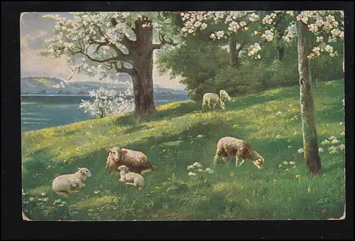 Animaux-AK moutons et agneaux dans la prairie, BERLIN-WILMERSDORF 11.5.1915